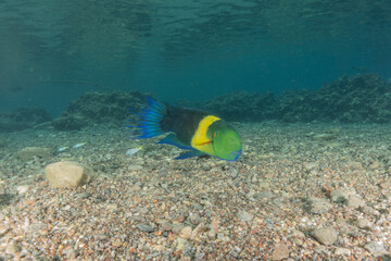 Fish swimming in the Red Sea, colorful fish, Eilat Israel
