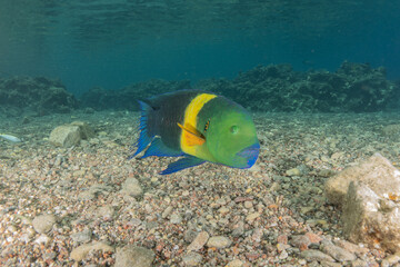 Fish swimming in the Red Sea, colorful fish, Eilat Israel
