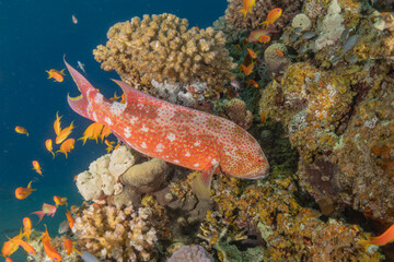 Fish swimming in the Red Sea, colorful fish, Eilat Israel
