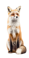 a beautiful Red Fox, full body sitting, Vertical format, piercing gaze, wild beauty,  Wildlife-themed, photorealistic illustrations in a PNG, cutout, and isolated. Generative AI