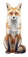 Obraz premium a beautiful Red Fox, full body sitting, Vertical format, piercing gaze, wild beauty, Wildlife-themed, photorealistic illustrations in a PNG, cutout, and isolated. Generative AI
