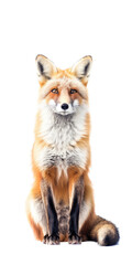 Fototapeta premium a beautiful Red Fox, full body sitting, Vertical format, piercing gaze, wild beauty, Wildlife-themed, photorealistic illustrations in a PNG, cutout, and isolated. Generative AI