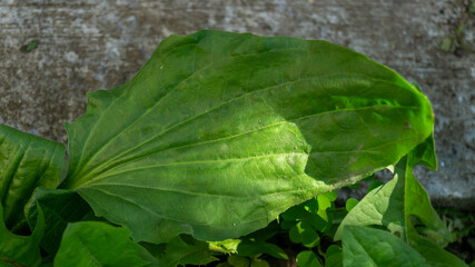 Close-up of plantain leaves. Green plantain leaves. Wild plants. A plant with broad leaves © mikus