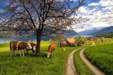 Krattigen, canton Bern, Switzerland, Europe - village in idyllic scenery, Thun Lake and Swiss Alps...