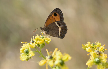 Pyronia bathseba, Spanish Gatekeeper butterfly close-up