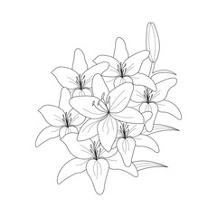 Lily Flower On a White Background isolated Vector illustration in Line Art