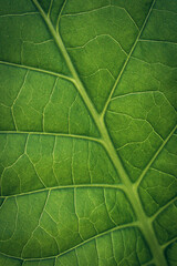 Tobacco plantation with lush green leaves. Super macro close-up of fresh tobacco leaves. Soft selective focus. Artificially created grain for the picture