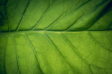Fototapeta na wymiar Tobacco plantation with lush green leaves. Super macro close-up of fresh tobacco leaves. Soft selective focus. Artificially created grain for the picture
