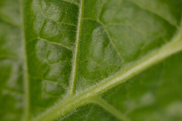 Tobacco plantation with lush green leaves. Super macro close-up of fresh tobacco leaves. Soft selective focus. Artificially created grain for the picture