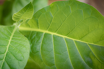 Tobacco plantation with lush green leaves. Super macro close-up of fresh tobacco leaves. Soft selective focus. Artificially created grain for the picture