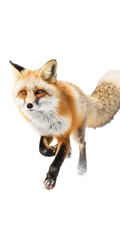 a red fox in motion in a Wildlife-themed, illustration in a PNG, cutout, and isolated. Generative ai