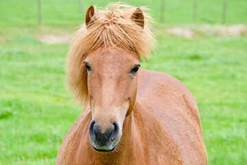 Fototapeta premium A horse in a field in Iceland.