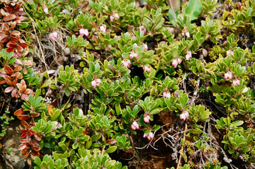 Pink wildflowers bloom in Iceland.