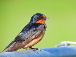Barn Swallow On Metal Fence In The Early Morning Sun