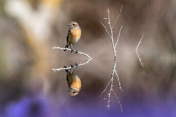 Bird and its reflection on the lake. Stonebird » European Stonechat » Saxicola rubicola
