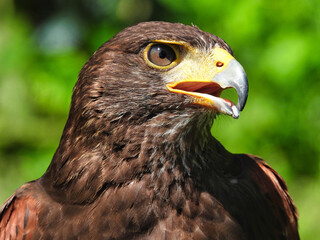 Harris's Hawk Close Up With Intense Eye and Beak Slightly Open Looking To The Side