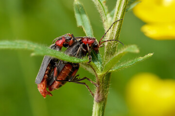 Zwei Soldatenkäfer Cantharis rustica bei der Paarung an einem Pflanzenstängel - Baden-Württemberg, Deutschland