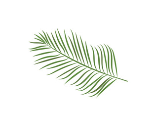 Palm leaf isolated on white background. Nature. Vector icon