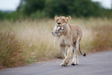 Lioness (Panthera leo) mother walking  while carrying her newborn cub in her mouth, Kruger National Park, Mpumalanga, South Africa