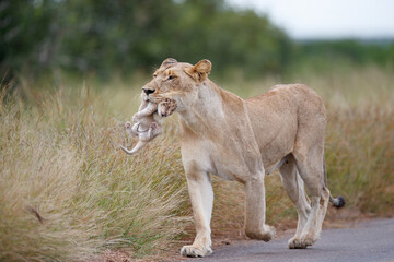 Lioness (Panthera leo) mother walking  while carrying her newborn cub in her mouth, Kruger National Park, Mpumalanga, South Africa