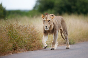 Lion male hanging around in the  Kruger National Park in South Africa