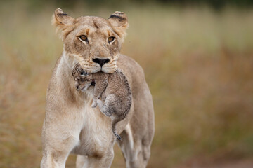 Fototapeta na wymiar Lioness (Panthera leo) mother walking while carrying her newborn cub in her mouth, Kruger National Park, Mpumalanga, South Africa