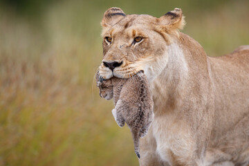 Lioness (Panthera leo) mother walking  while carrying her newborn cub in her mouth, Kruger National Park, Mpumalanga, South Africa