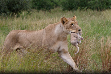 Lioness (Panthera leo) mother walking  while carrying her newborn cub in her mouth, Kruger National...