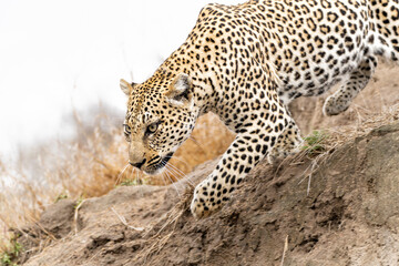 Leopard (Panthera pardus), a very pale female, looking for prey while controlling her territory in a Game Reserve in the Greater Kruger Region in South Africa 