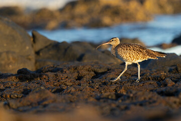 Obraz premium An Eurasian whimbrel (Numenius phaeopus) foraging in the morning light along the coast.