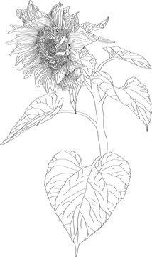 Hand drawn sketch of a flower