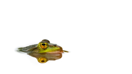 Profile of a Green Frog