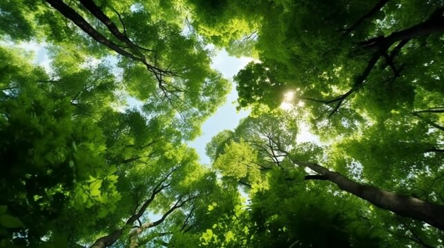 Looking up at the green tops of trees. Generative AI.