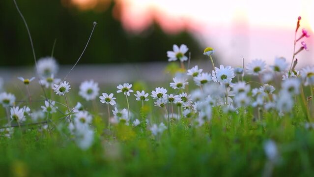 FHD Video of a beautiful daisy flowers field in sunset