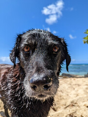 Sun, Sand, and a Wet Nose: Life's a Beach for This Black Retriever