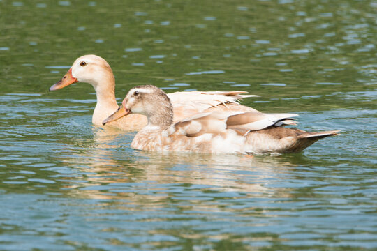 Patos en el lago
