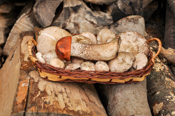 mushrooms in a basket. field champignons, white mushroom