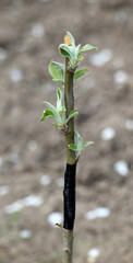 A branch of a fruit tree with a grafted new variety