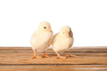 Cute little chicks on wooden table against white background