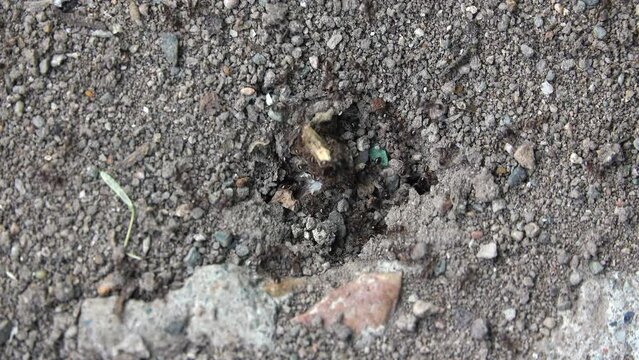 Large ants in an anthill