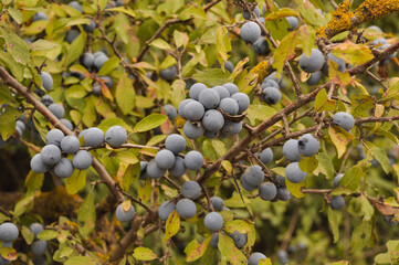 ripe blackthorn berries on a bush