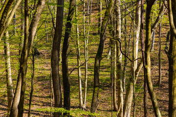Fototapeta na wymiar Spring forest thicket in Bedkowska Valley nature park and reserve along Bedkowka creek within Jura Krakowsko-Czestochowska Jurassic upland near Cracow in Lesser Poland
