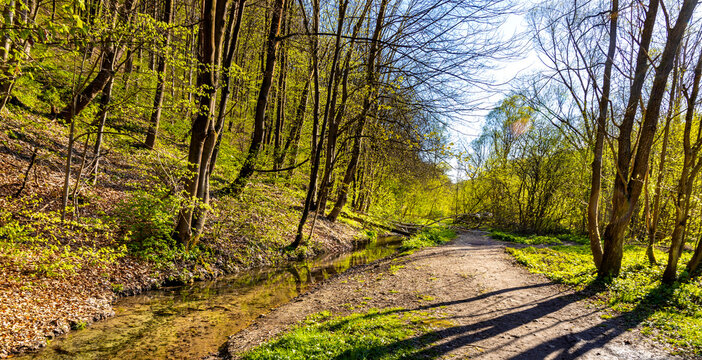 Spring forest thicket in Bedkowska Valley nature park and reserve along Bedkowka creek within Jura Krakowsko-Czestochowska Jurassic upland near Cracow in Lesser Poland