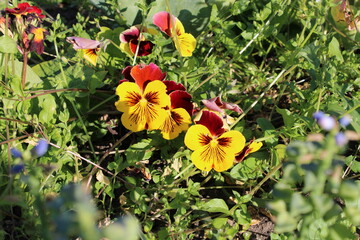 Viola x wittrockiana Gams ex Kappert 