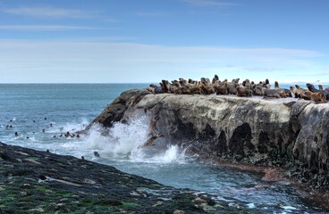 Photo of a colony of sea lions perched on a rocky outcrop by the sea
