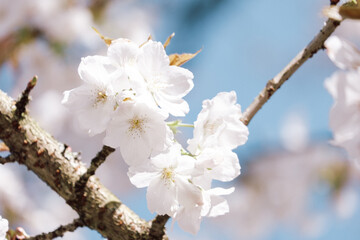 Close-up of blooming cherry in springtime with blue sky background