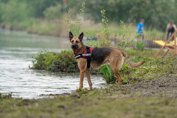 dog running in water at a lake