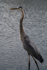 Great Blue Heron Full legth Portrait