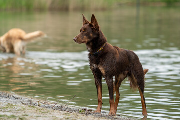 dog running in water