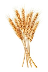 A white background isolates a sheaf of wheat ears. (Illustration, Generative AI)